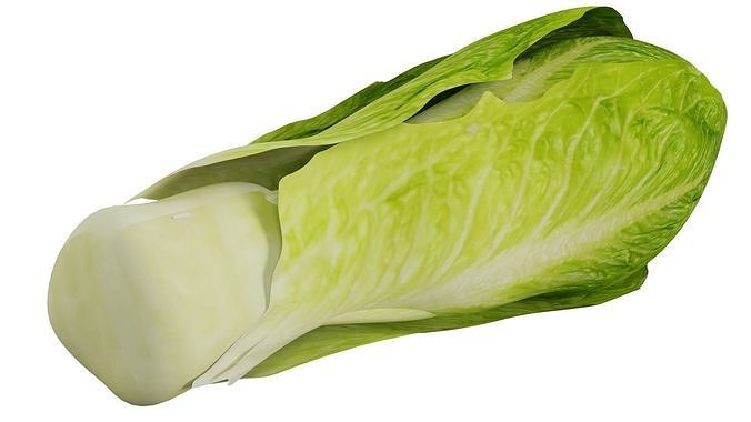 Lettuce 3D model 5