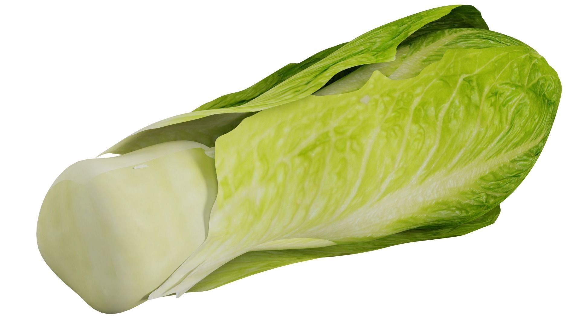 Lettuce 3D model_4