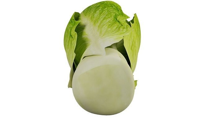 Lettuce 3D model 4