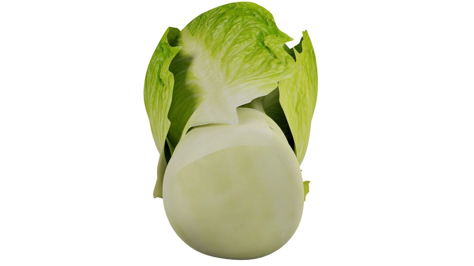 Lettuce 3D model_3