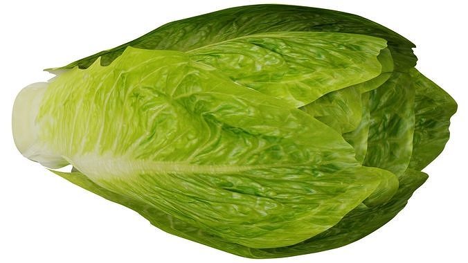 Lettuce 3D model 7