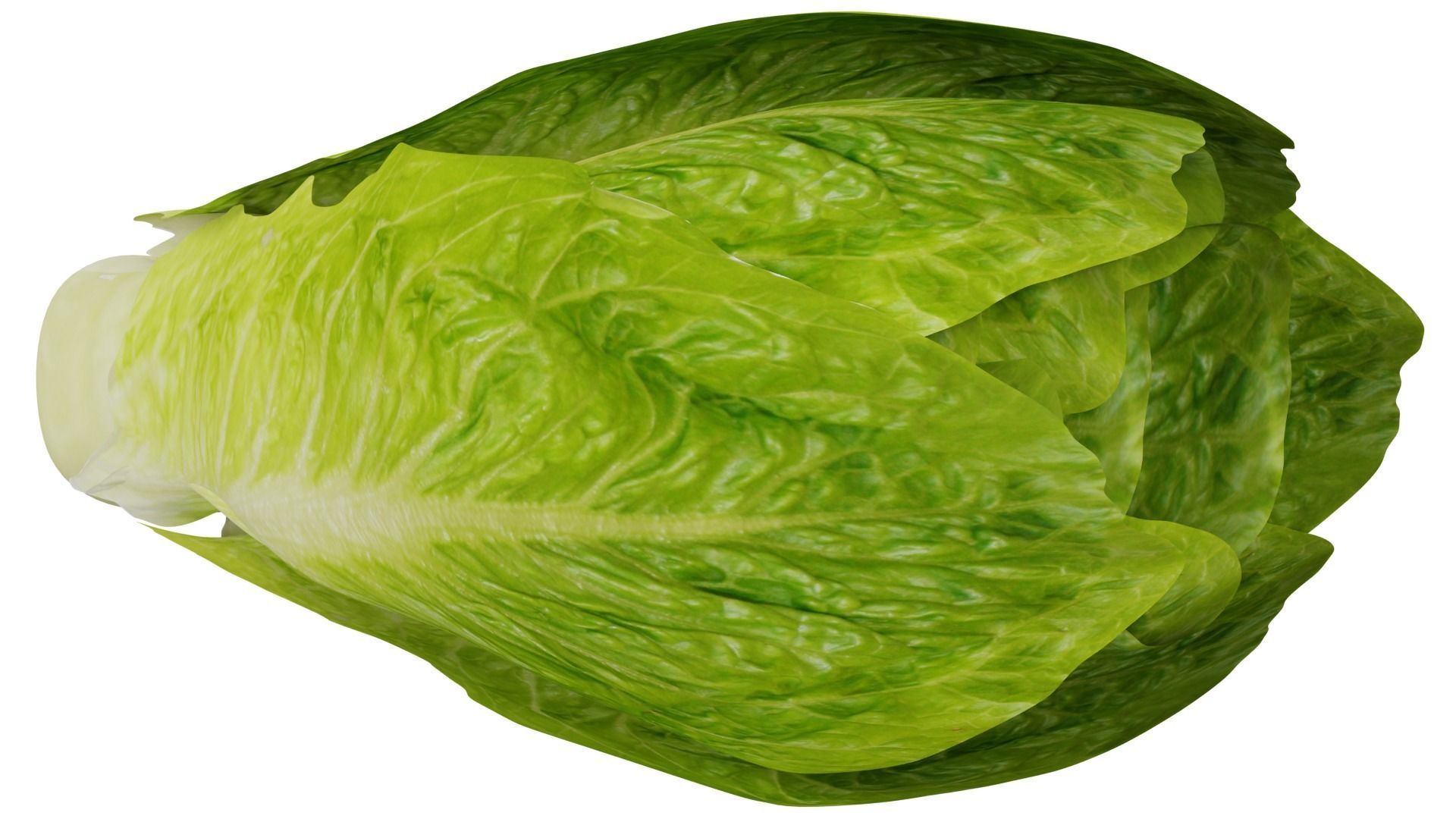 Lettuce 3D model_6