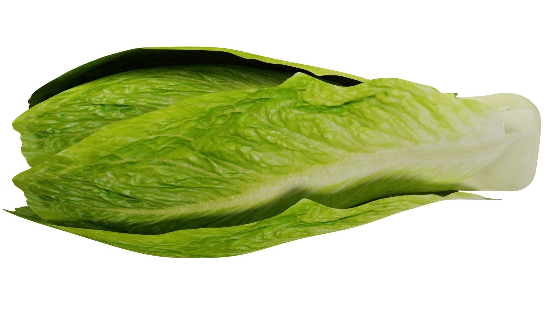 Lettuce 3D model_8