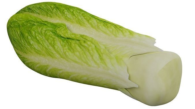Lettuce 3D model 3