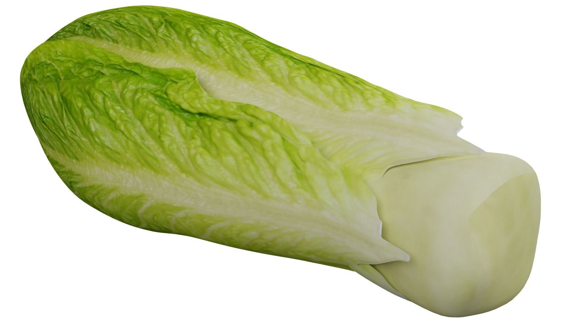 Lettuce 3D model_2