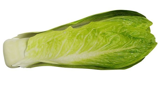 Lettuce 3D model 6