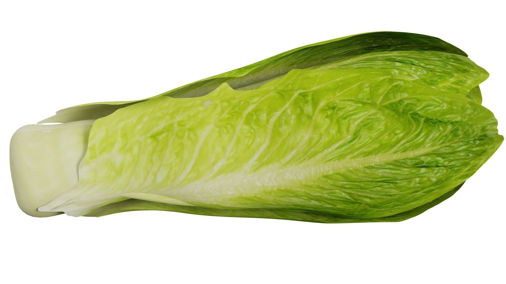 Lettuce 3D model_5