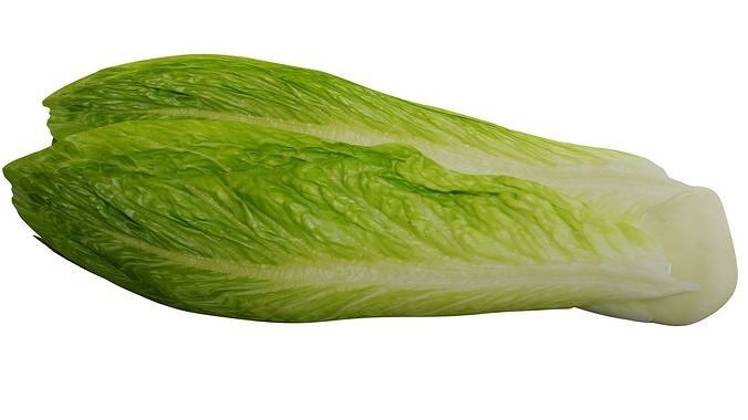 Lettuce 3D model 2