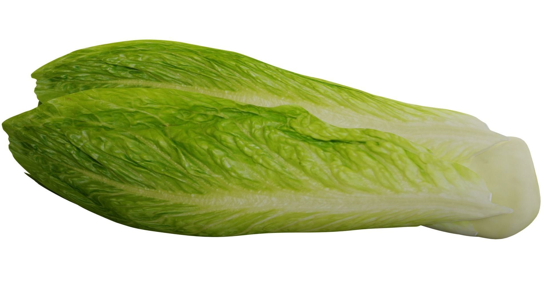 Lettuce 3D model_1