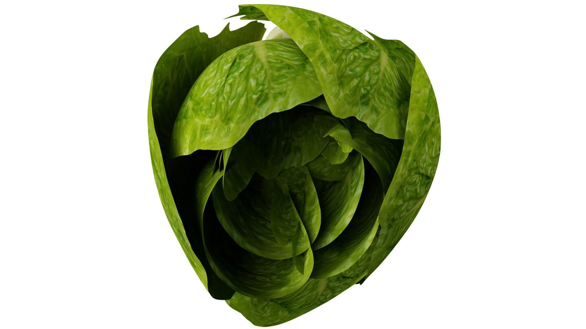 Lettuce 3D model_7