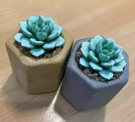 succulent plants 3D print model