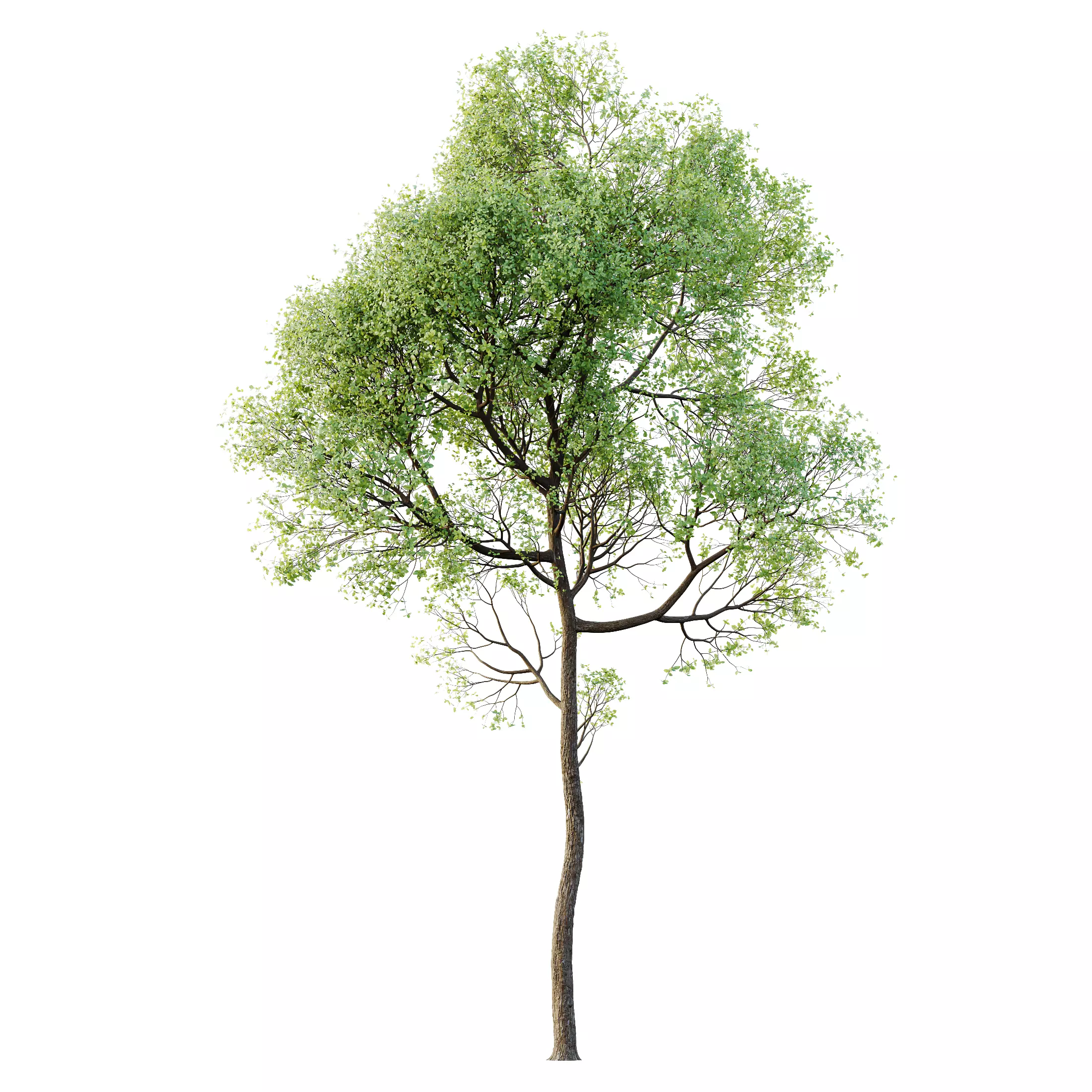 HQ Plants Shorea Robusta Sal Tree02 3D model_0