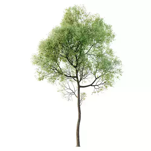HQ Plants Shorea Robusta Sal Tree02 3D model