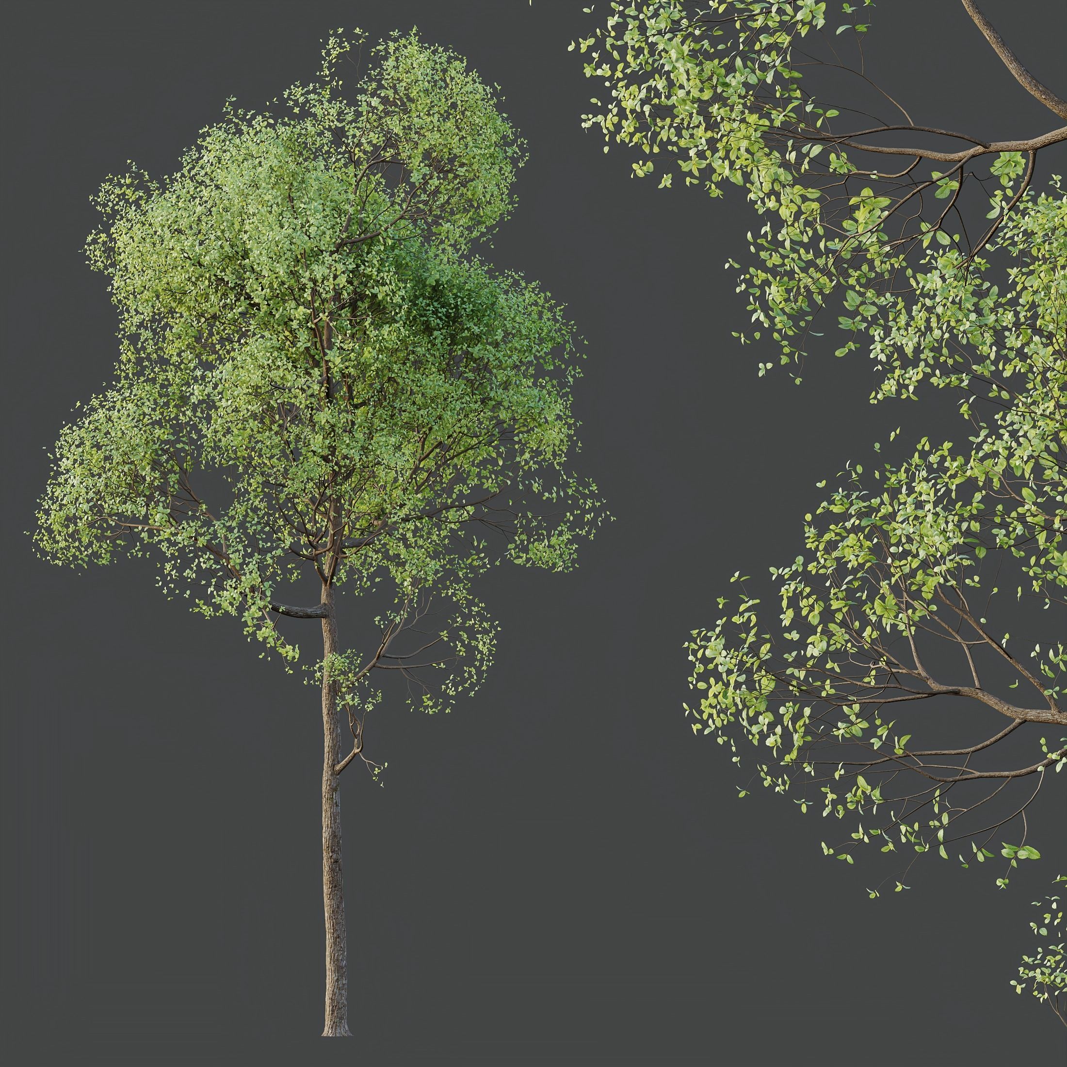 HQ Plants Shorea Robusta Sal Tree02 3D model_2