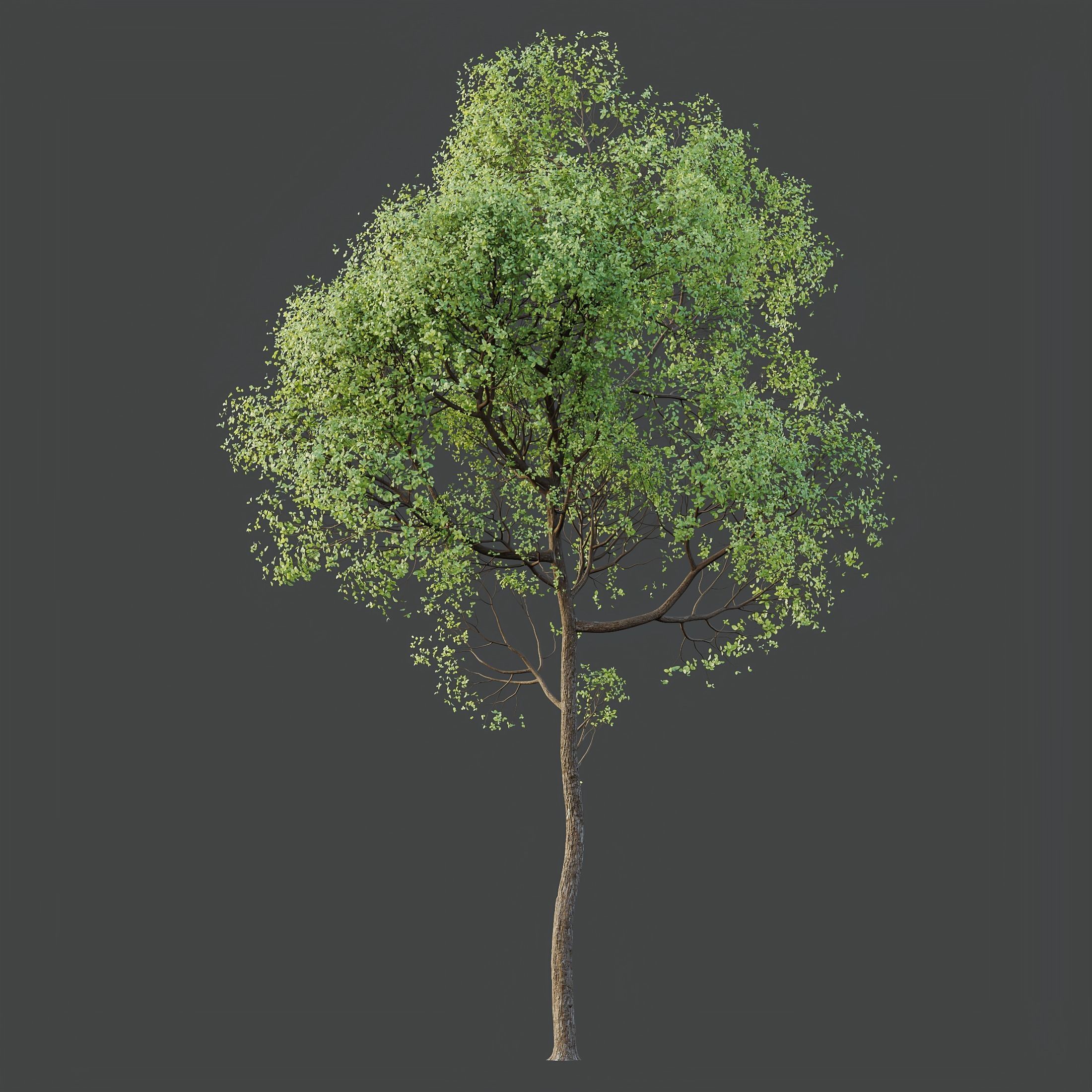 HQ Plants Shorea Robusta Sal Tree02 3D model_3