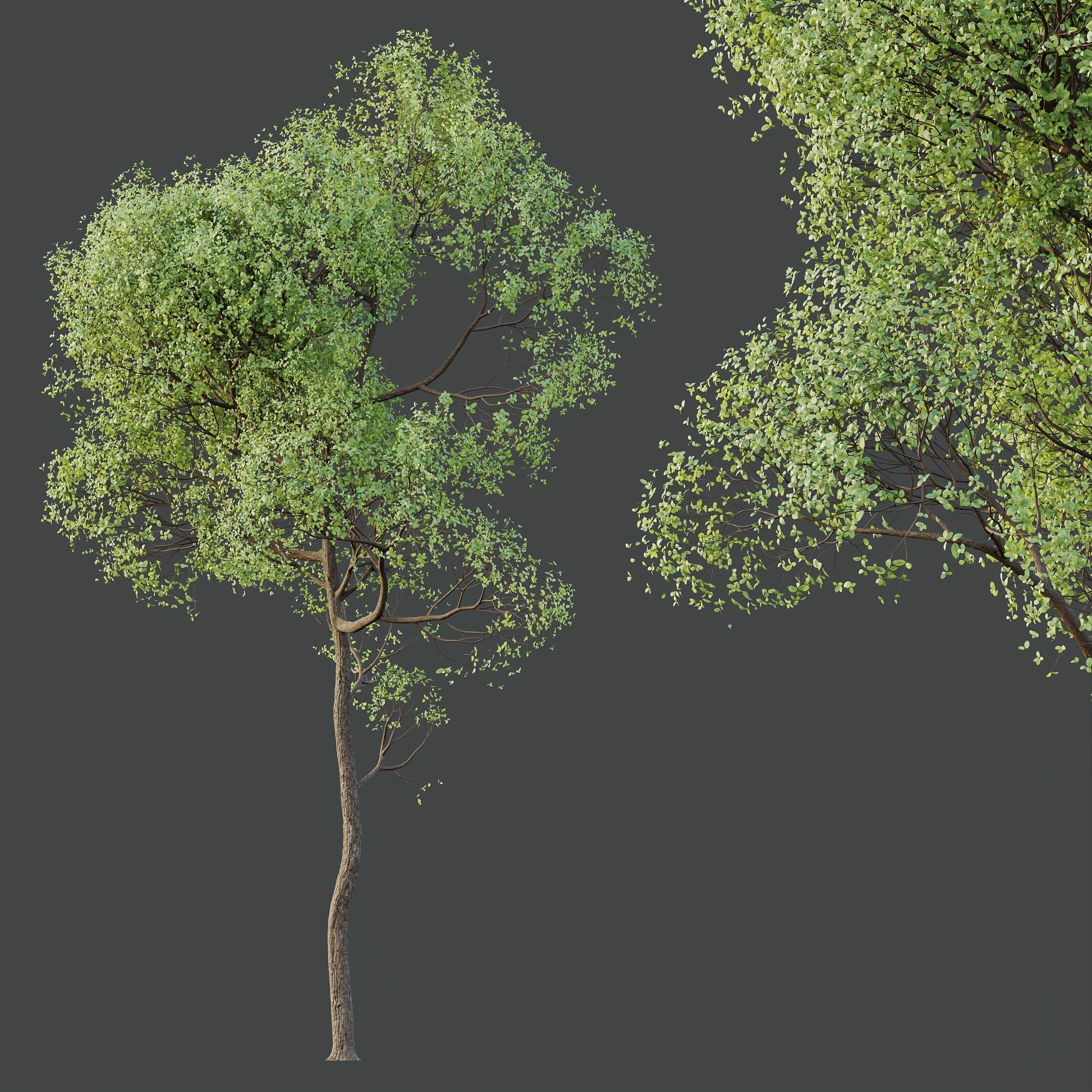 HQ Plants Shorea Robusta Sal Tree02 3D model_1