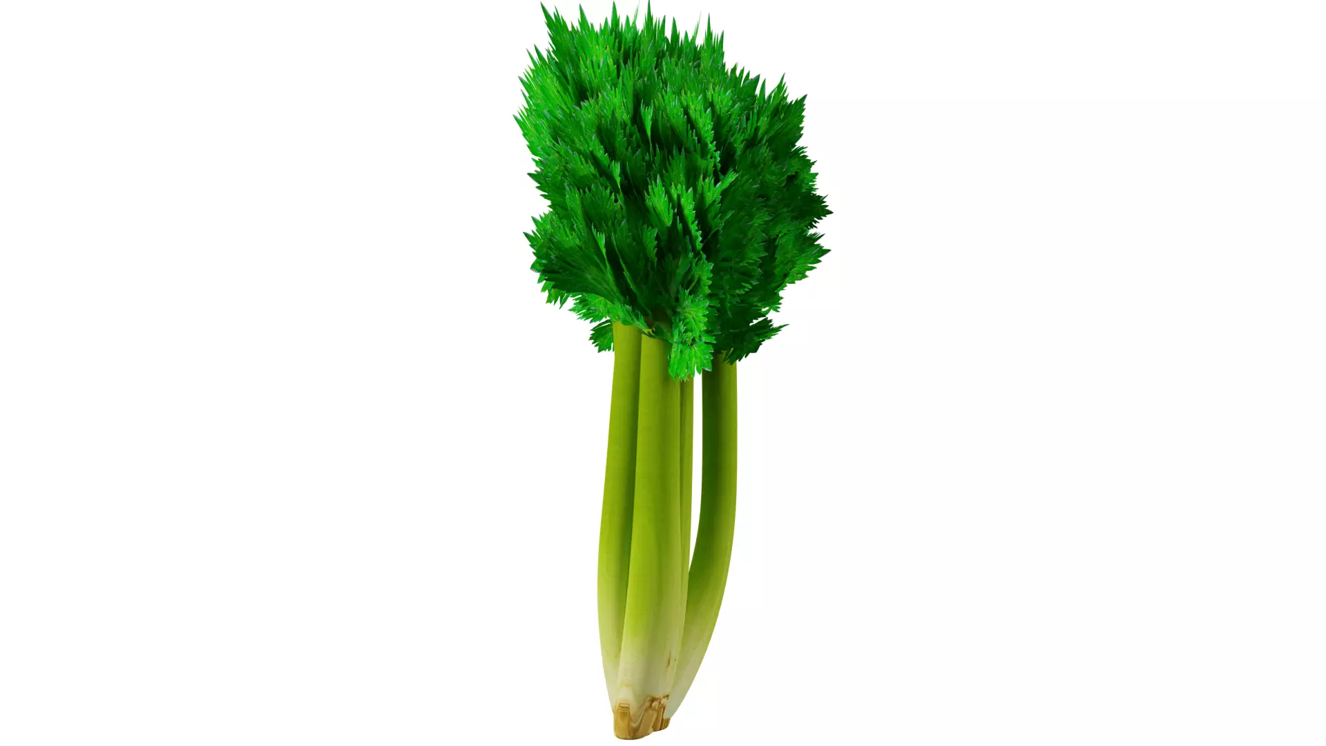 Celery 3D model