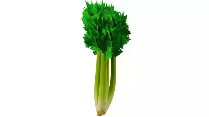 Celery 3D model