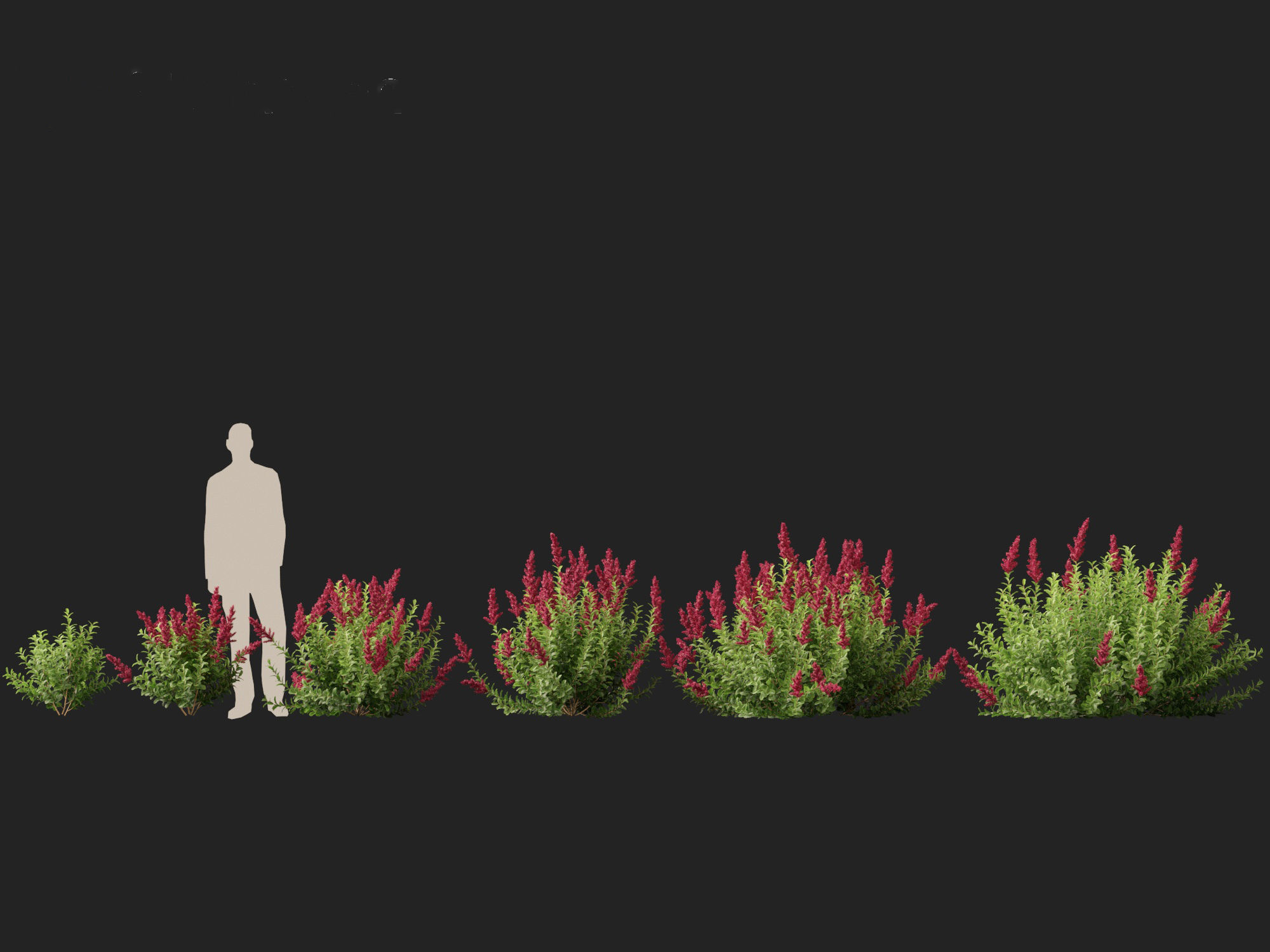 Spiraea douglasii - Western spirea  3D model_3