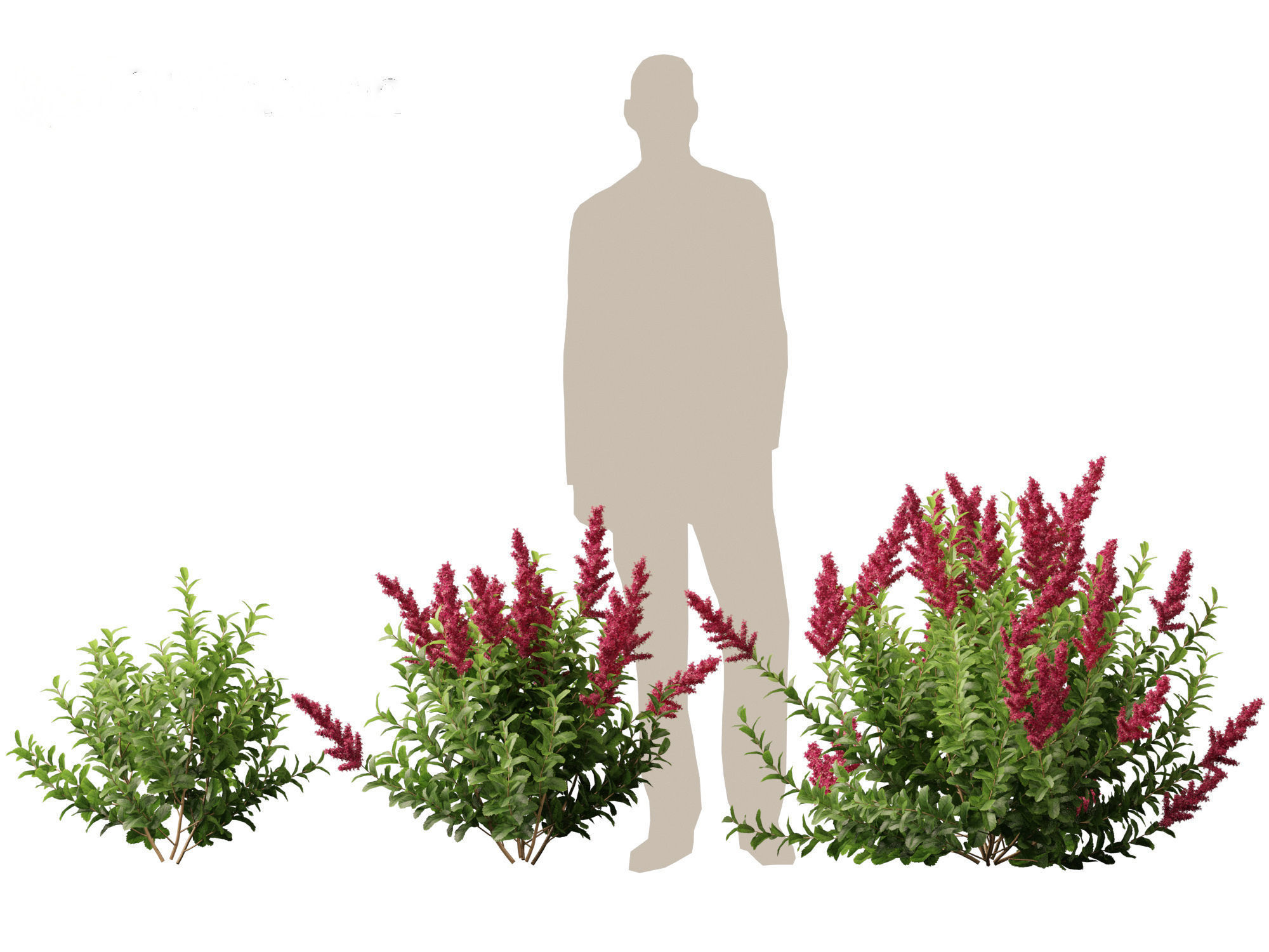 Spiraea douglasii - Western spirea  3D model_4