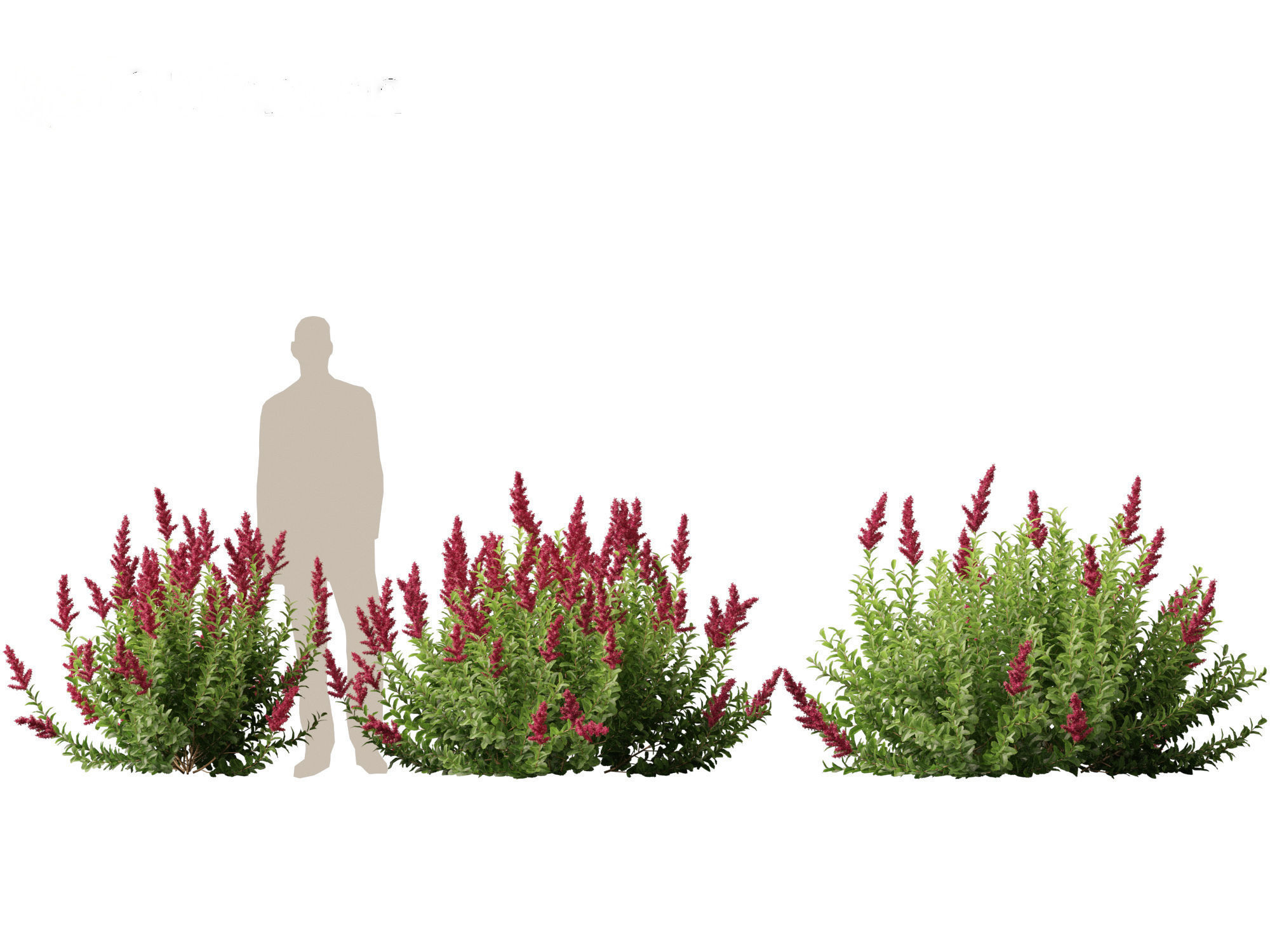 Spiraea douglasii - Western spirea  3D model_6