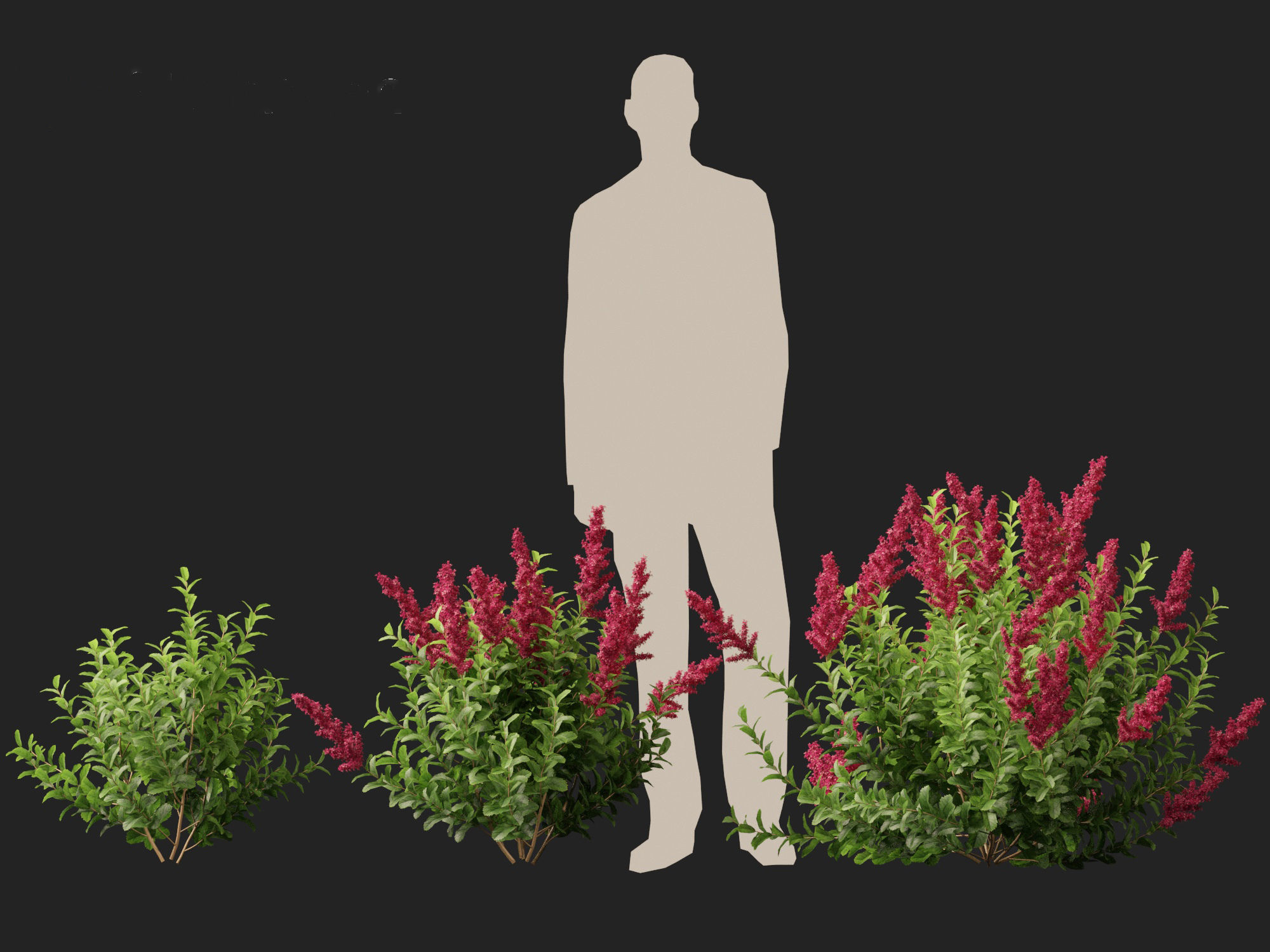 Spiraea douglasii - Western spirea  3D model_5