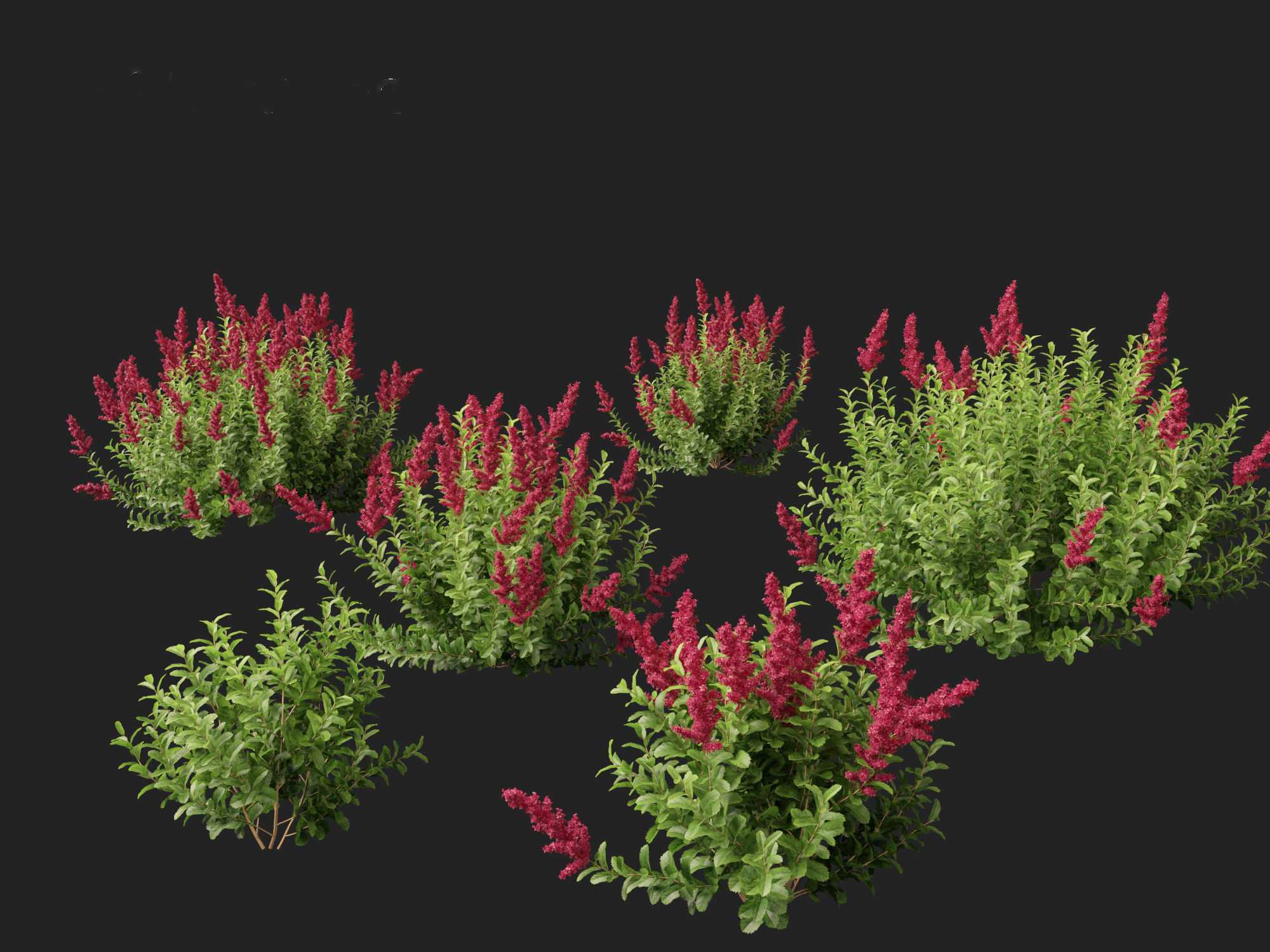 Spiraea douglasii - Western spirea  3D model_8