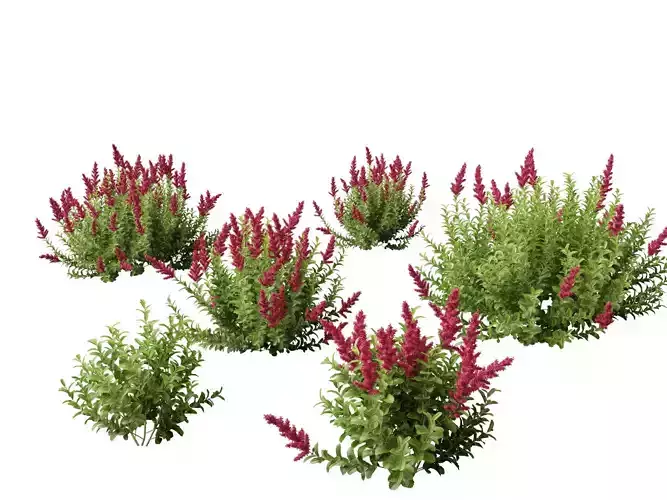 Spiraea douglasii - Western spirea  3D model