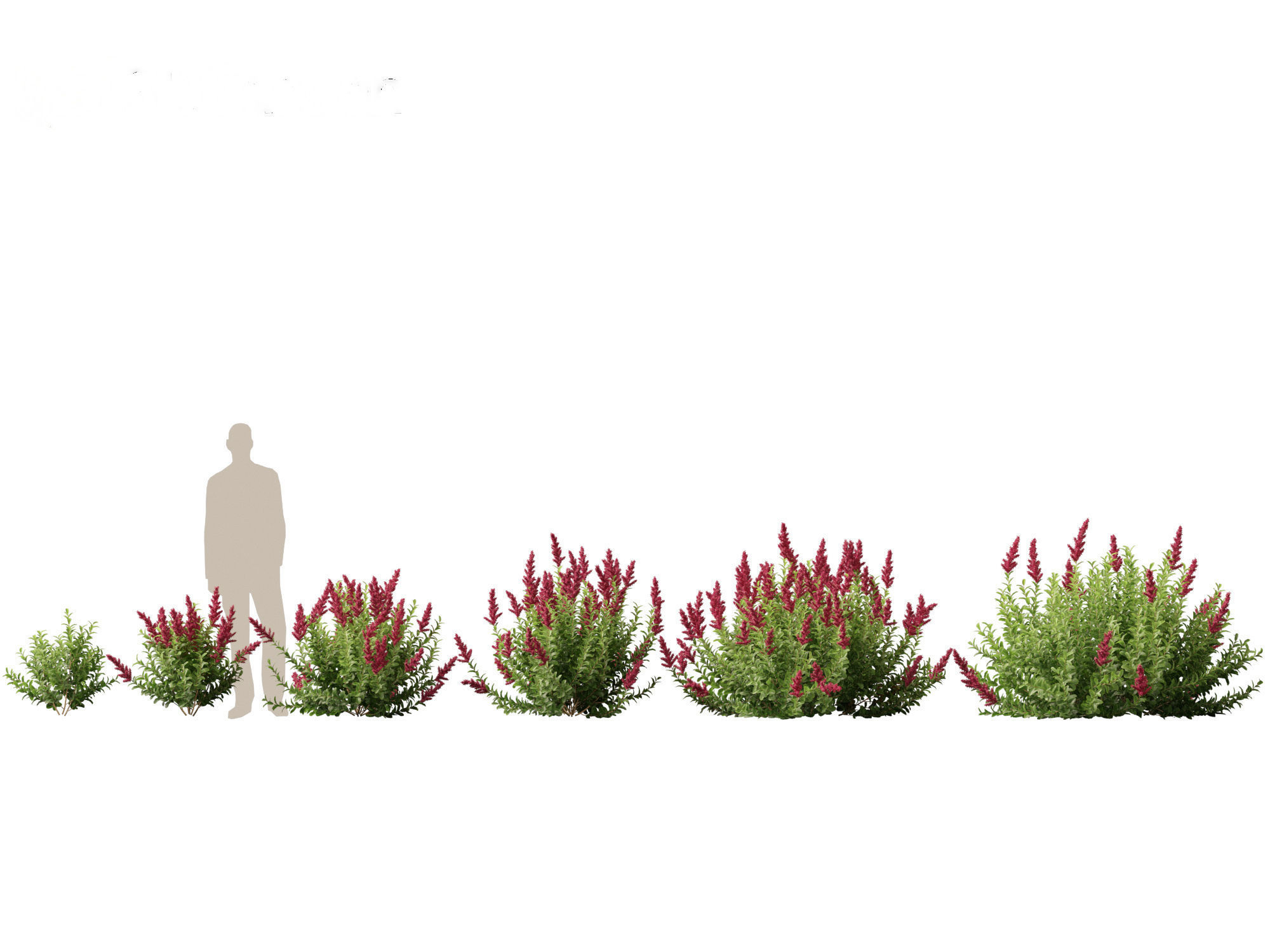 Spiraea douglasii - Western spirea  3D model_1