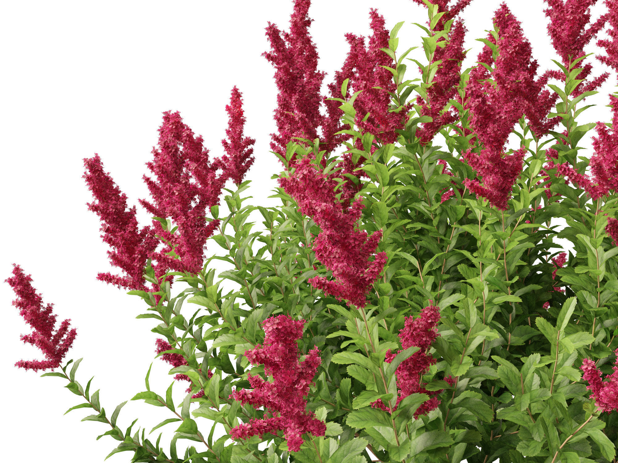 Spiraea douglasii - Western spirea  3D model_9
