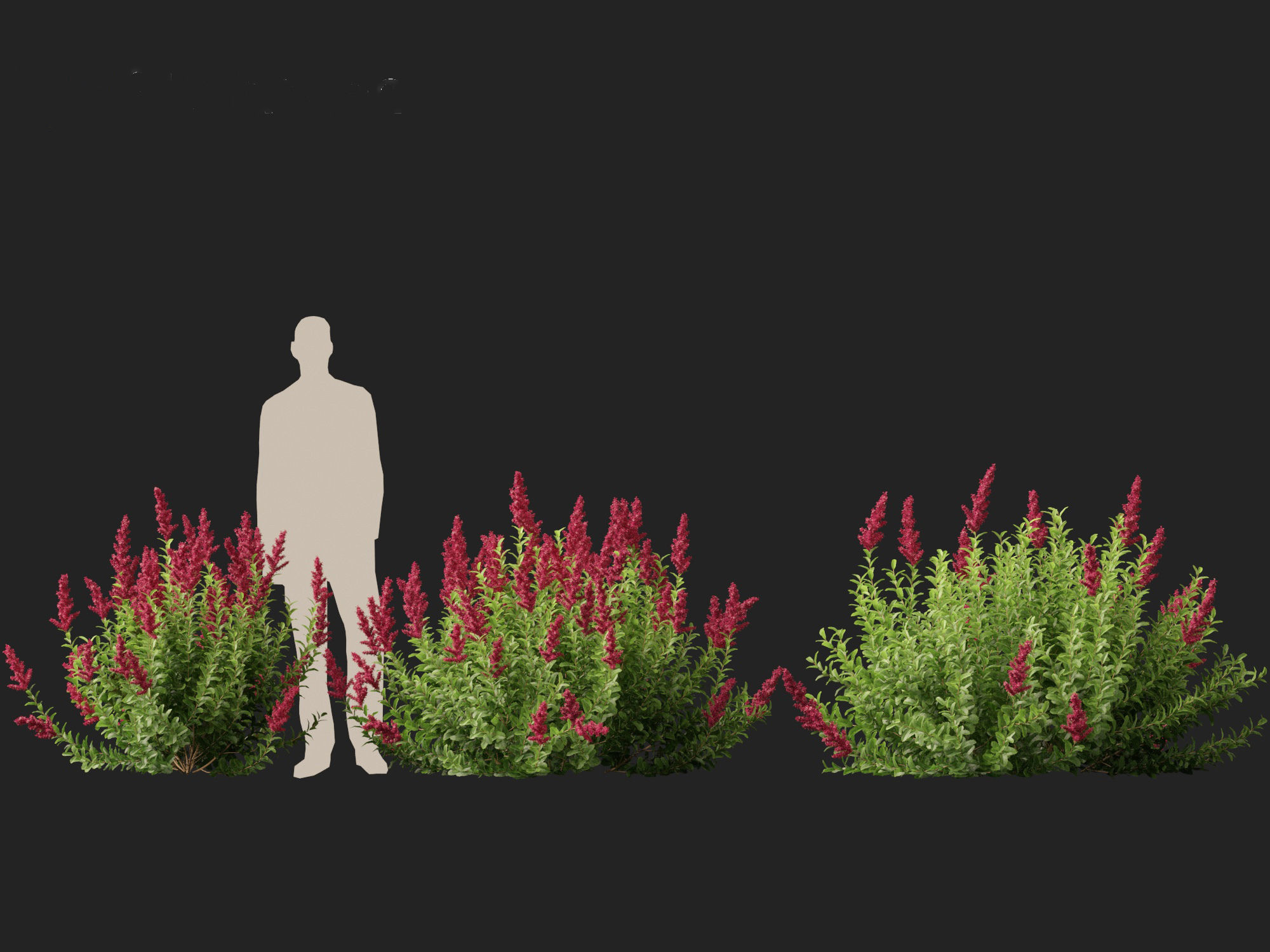 Spiraea douglasii - Western spirea  3D model_7