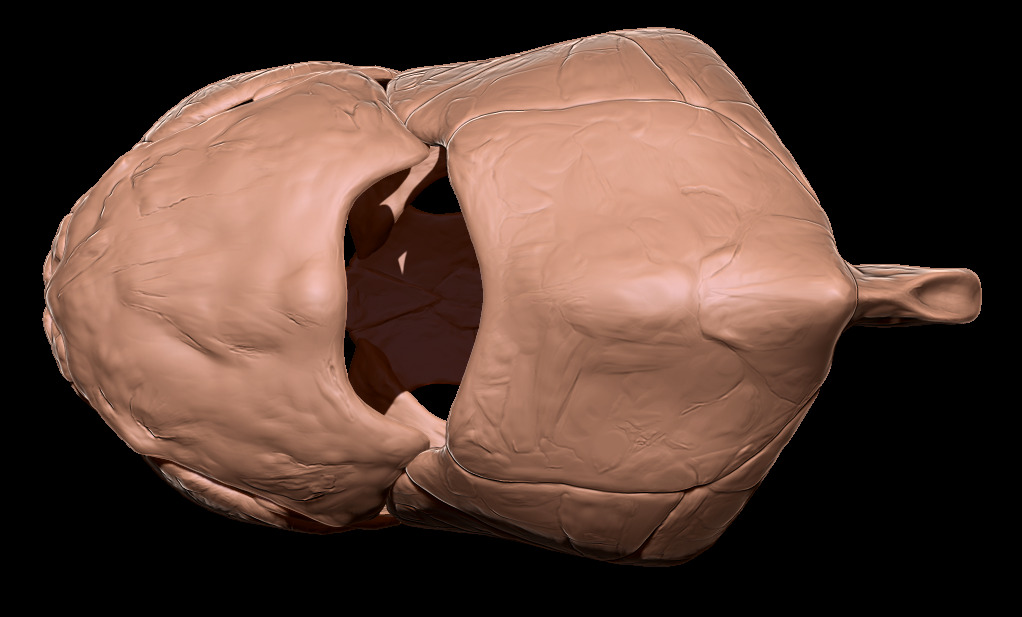 Dunkleosteus skull 3D print model_14