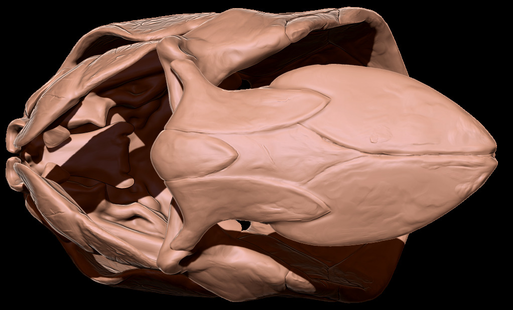 Dunkleosteus skull 3D print model_16