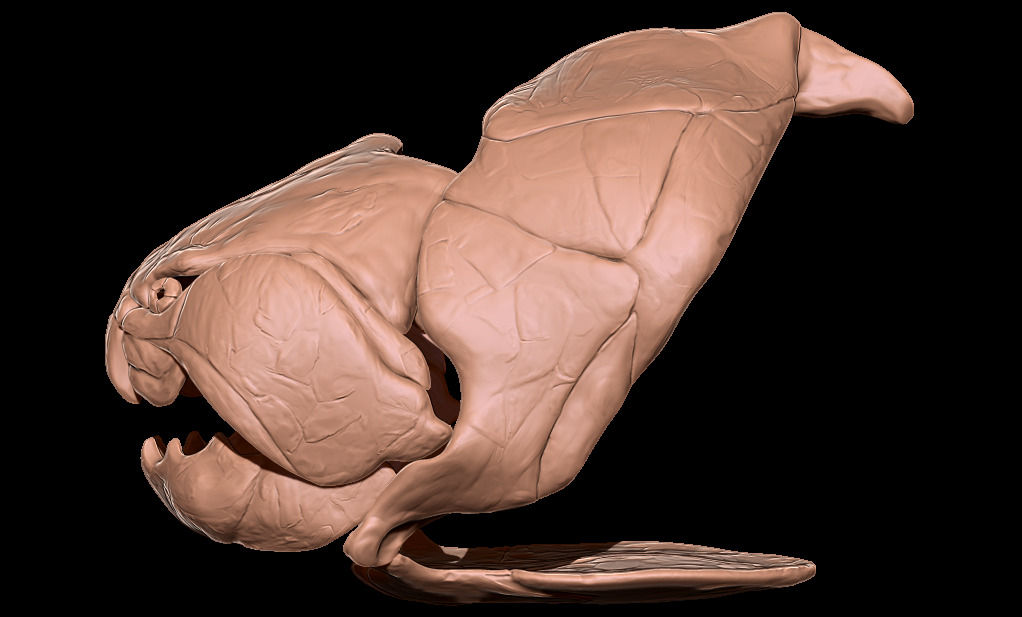 Dunkleosteus skull 3D print model_15