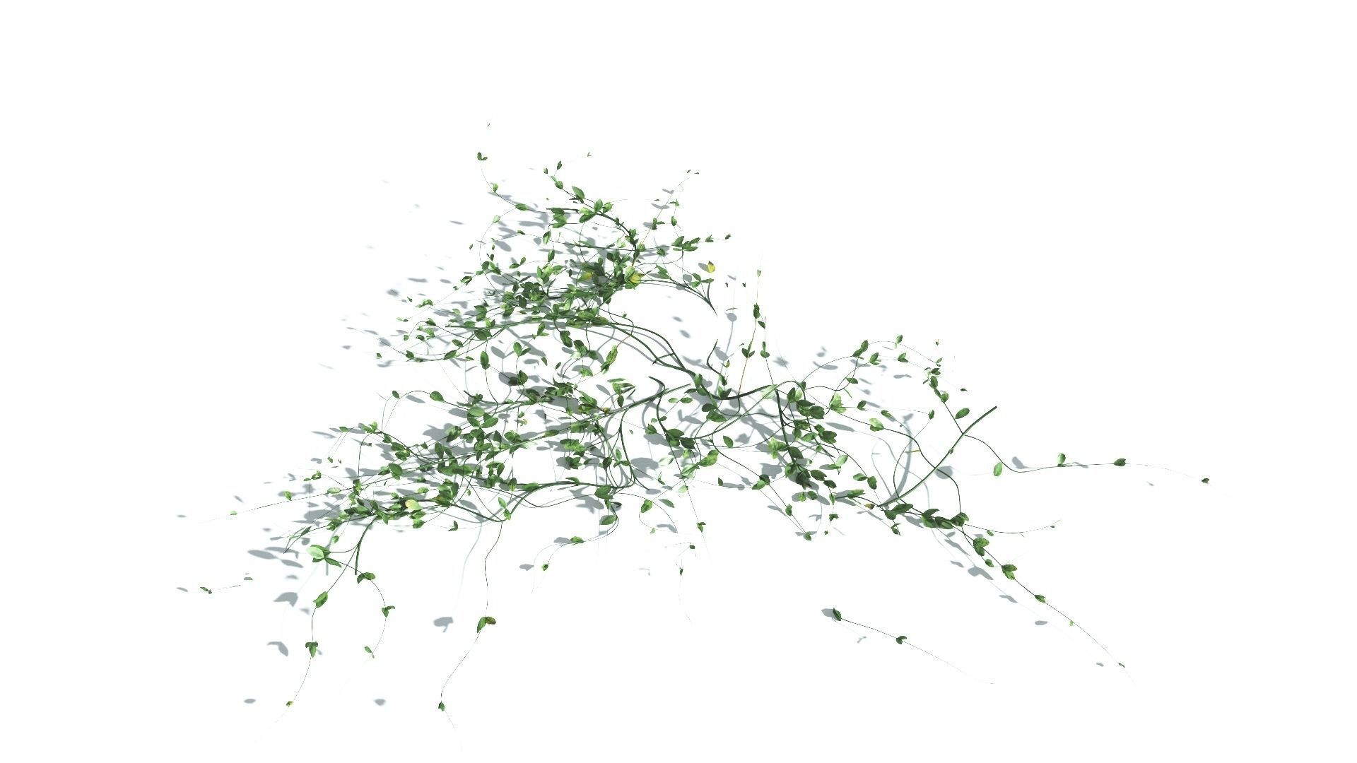 EVERYPlant Beach Morning Glory 4 --14 Models-- 3D model_19