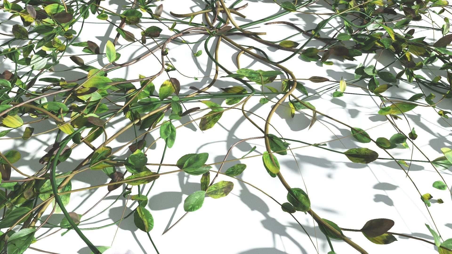 EVERYPlant Beach Morning Glory 4 --14 Models-- 3D model_10