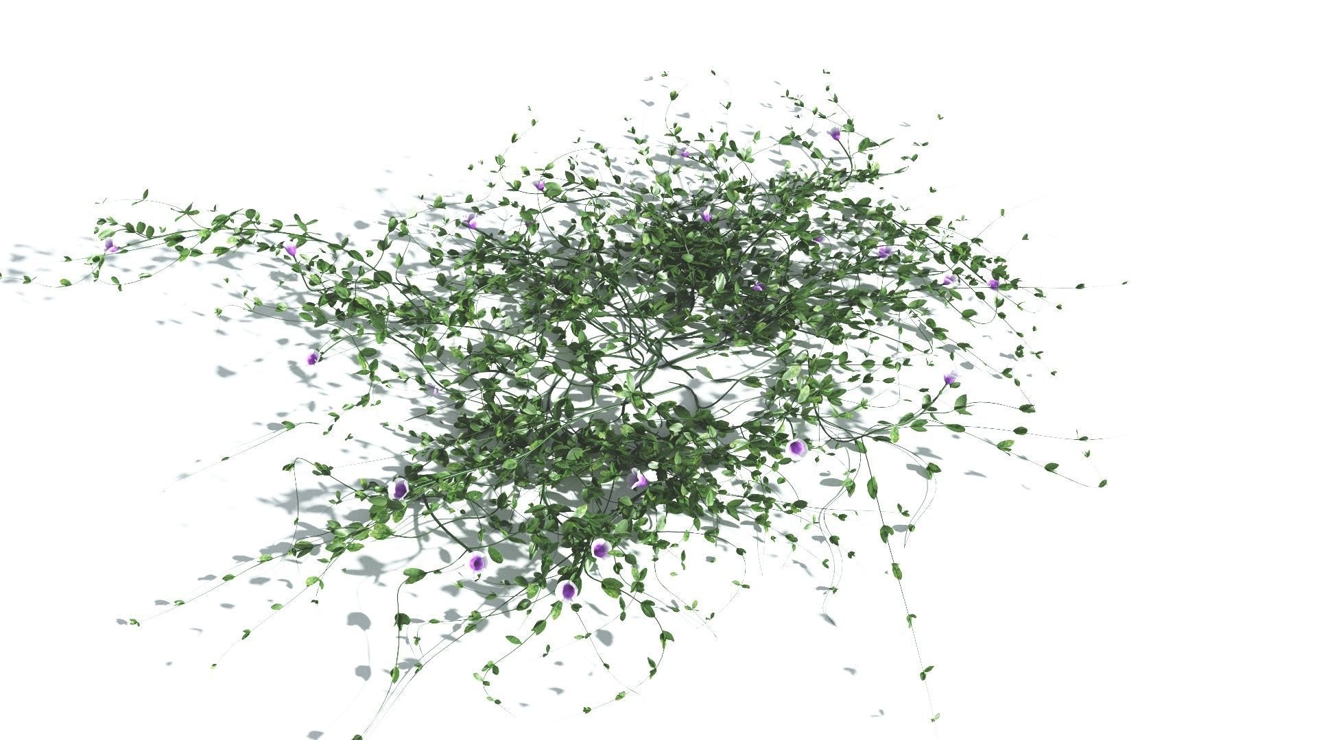 EVERYPlant Beach Morning Glory 4 --14 Models-- 3D model_7