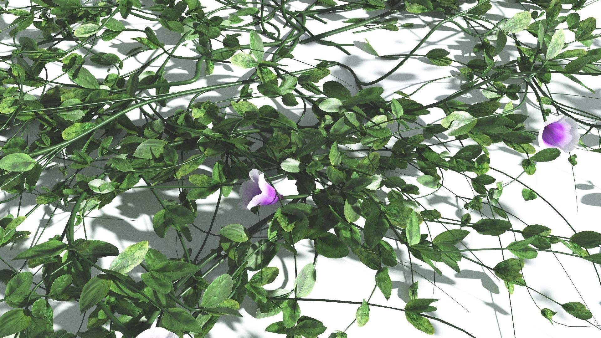EVERYPlant Beach Morning Glory 4 --14 Models-- 3D model_8