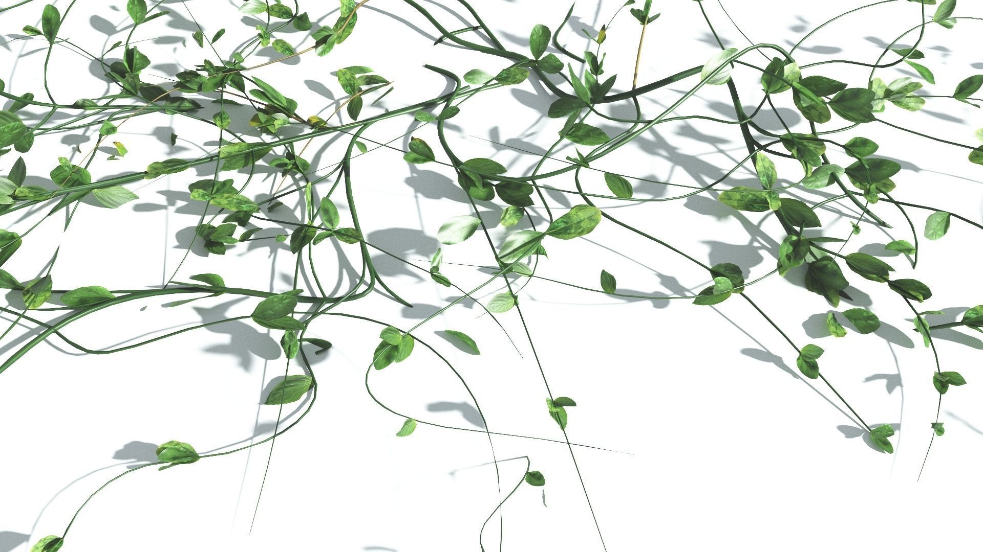 EVERYPlant Beach Morning Glory 4 --14 Models-- 3D model_20