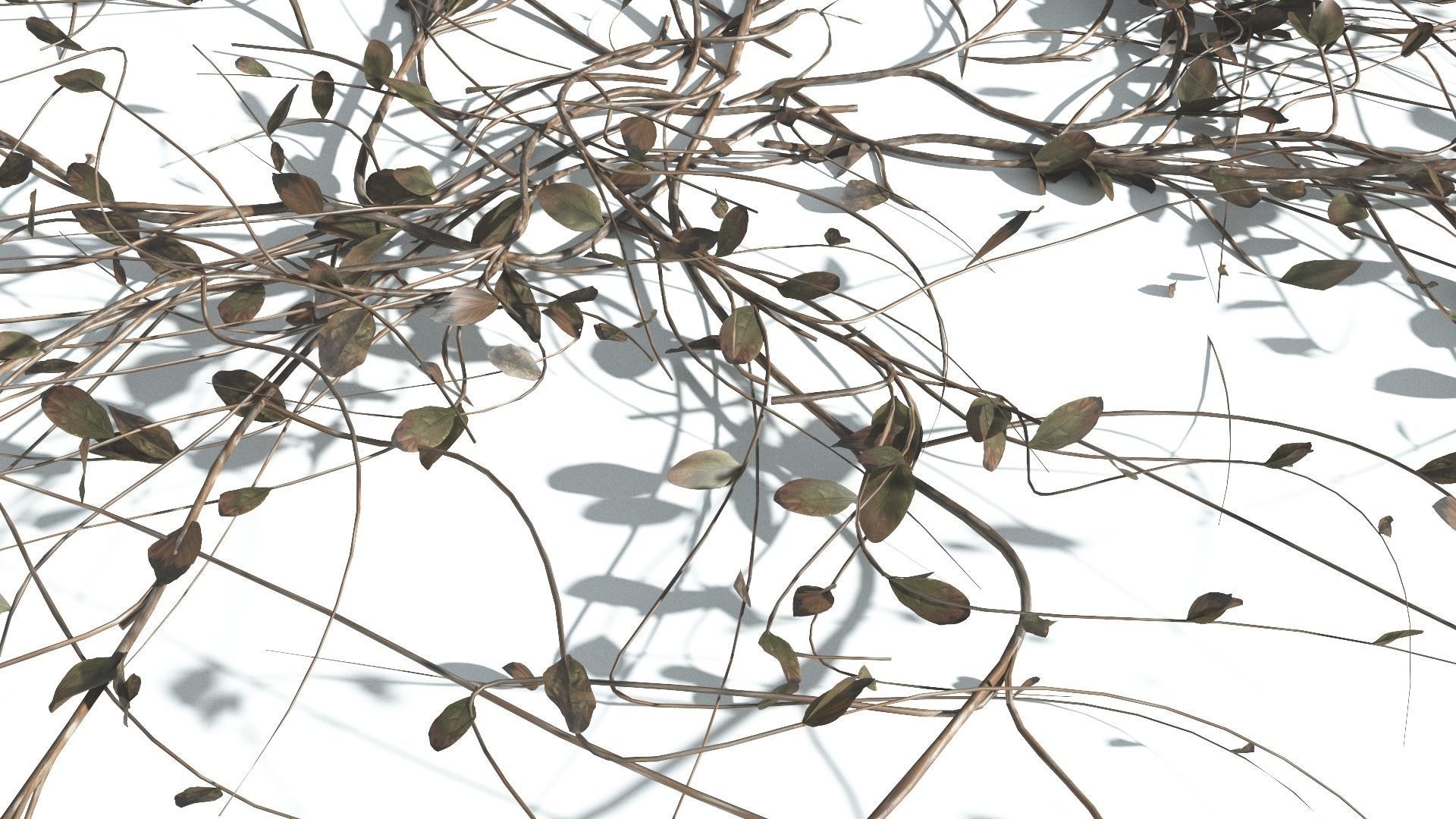 EVERYPlant Beach Morning Glory 4 --14 Models-- 3D model_14