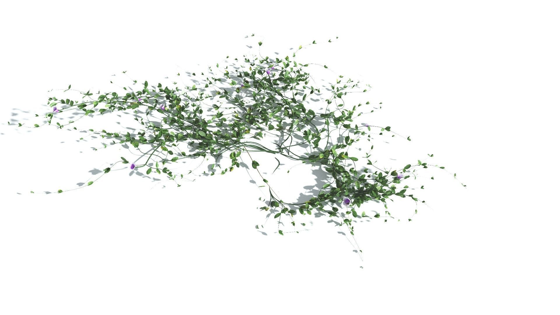 EVERYPlant Beach Morning Glory 4 --14 Models-- 3D model_25