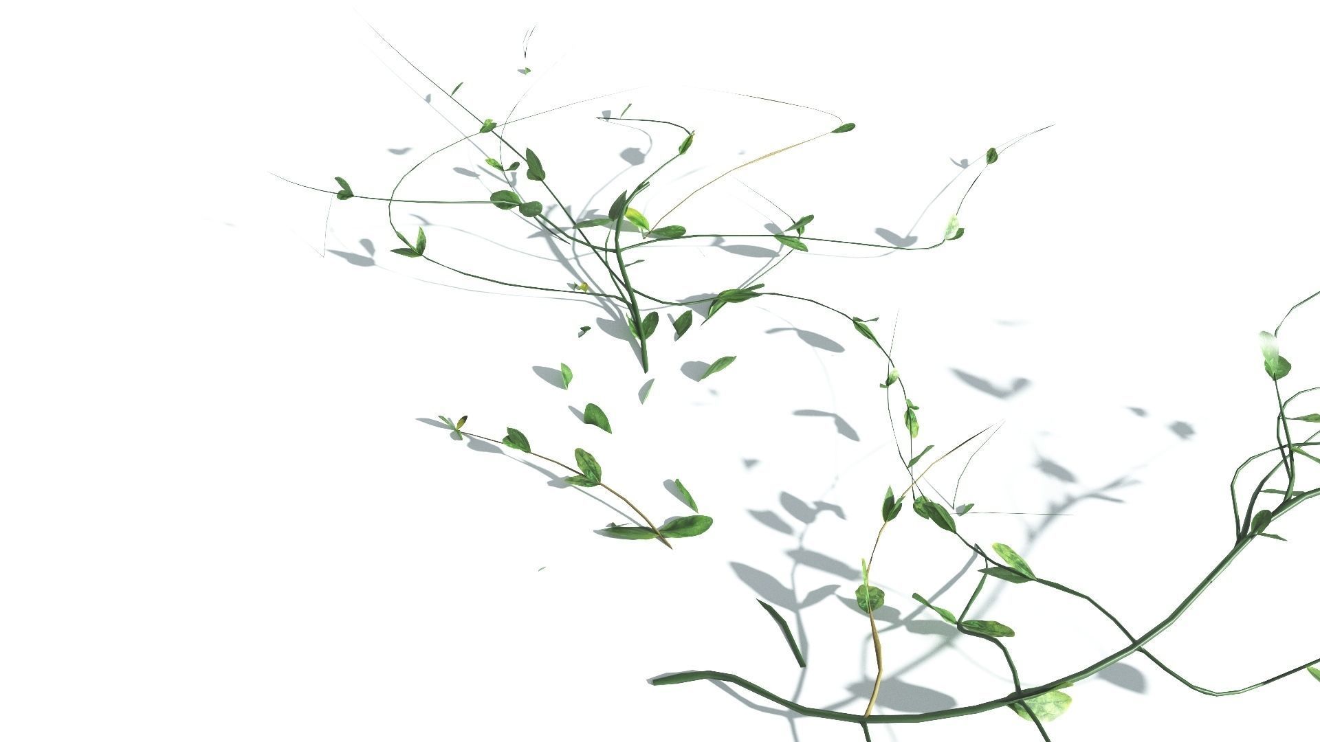 EVERYPlant Beach Morning Glory 4 --14 Models-- 3D model_22