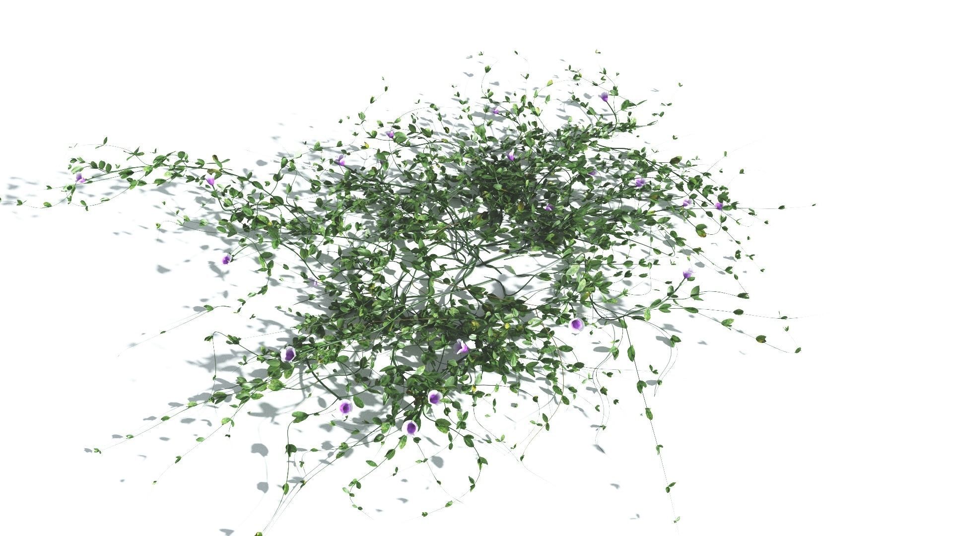 EVERYPlant Beach Morning Glory 4 --14 Models-- 3D model_5