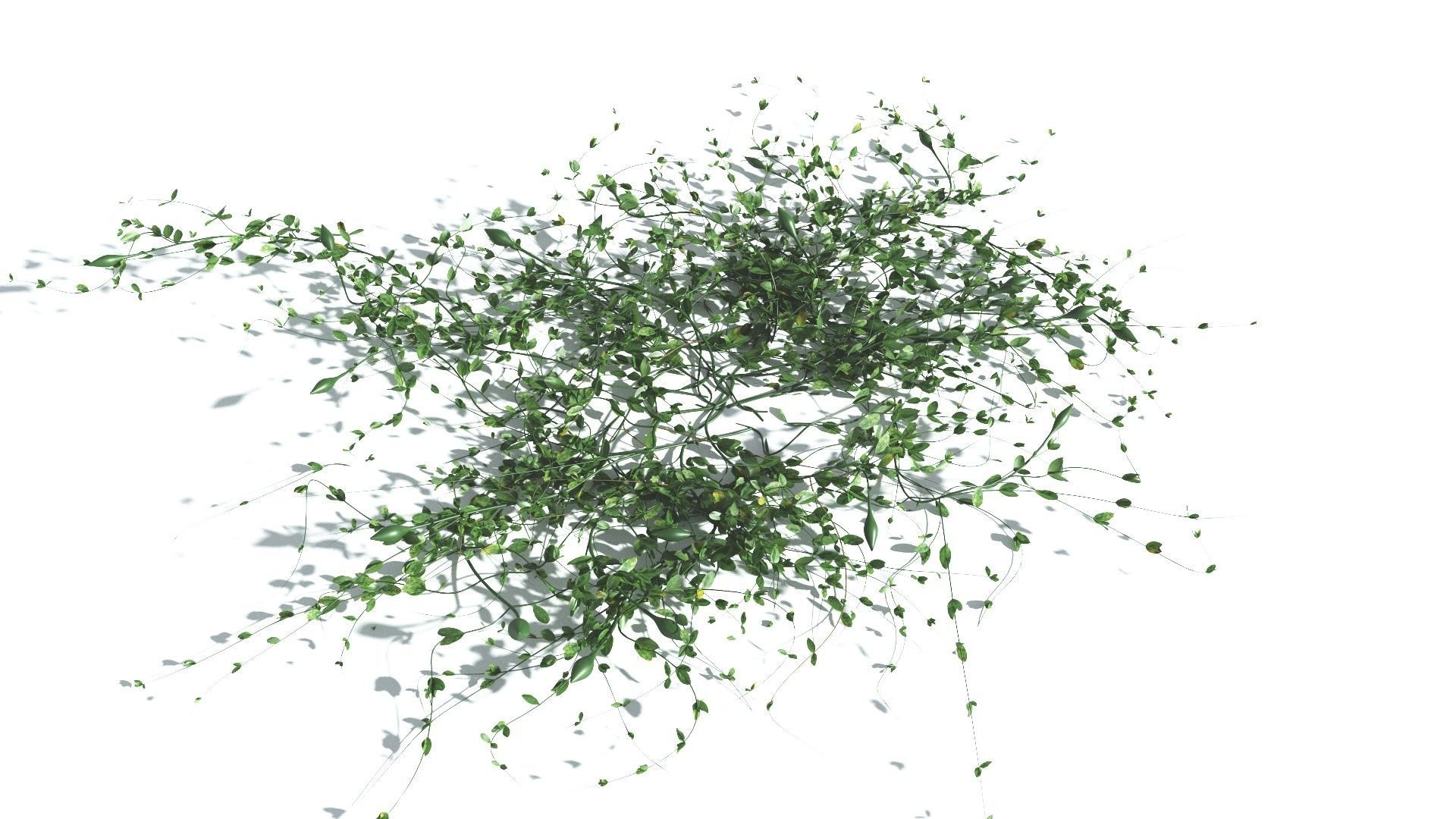 EVERYPlant Beach Morning Glory 4 --14 Models-- 3D model_15