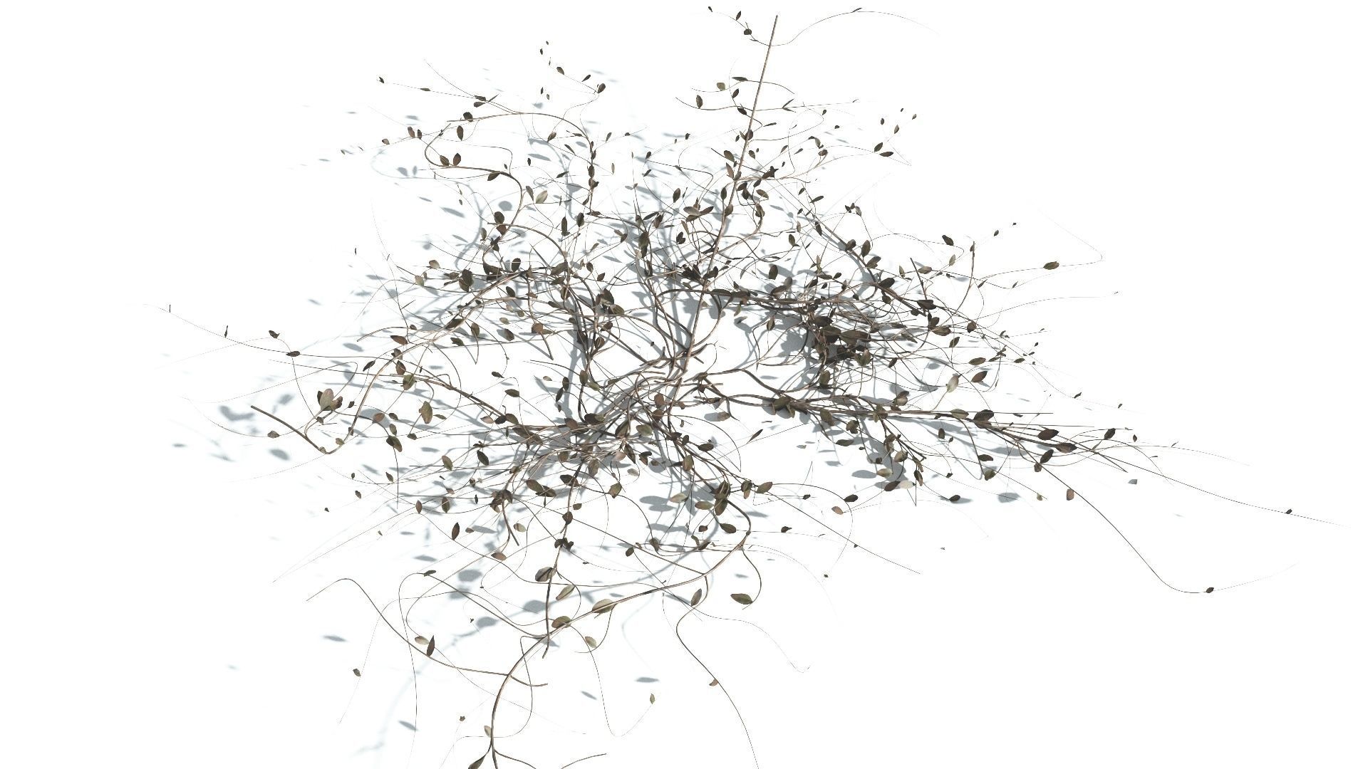 EVERYPlant Beach Morning Glory 4 --14 Models-- 3D model_13