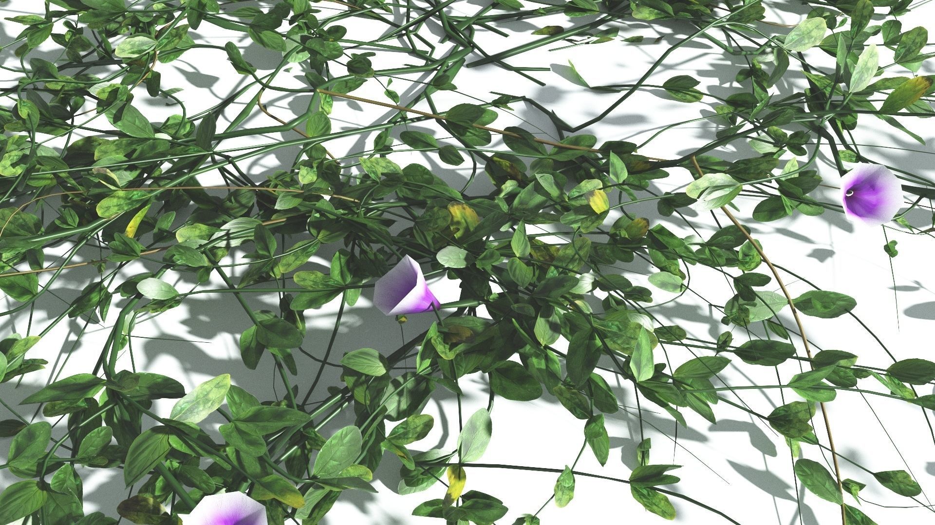 EVERYPlant Beach Morning Glory 4 --14 Models-- 3D model_30
