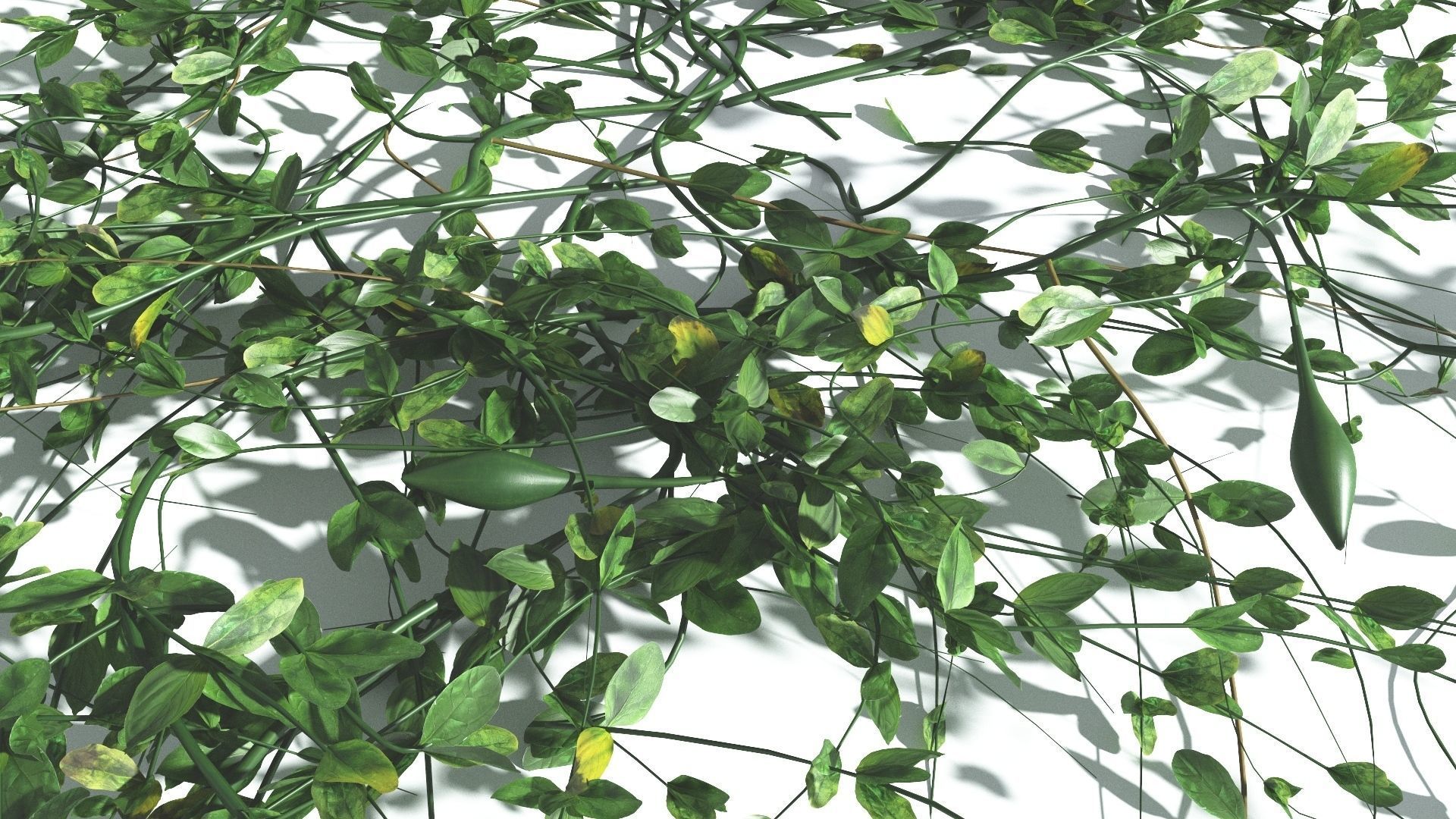 EVERYPlant Beach Morning Glory 4 --14 Models-- 3D model_16