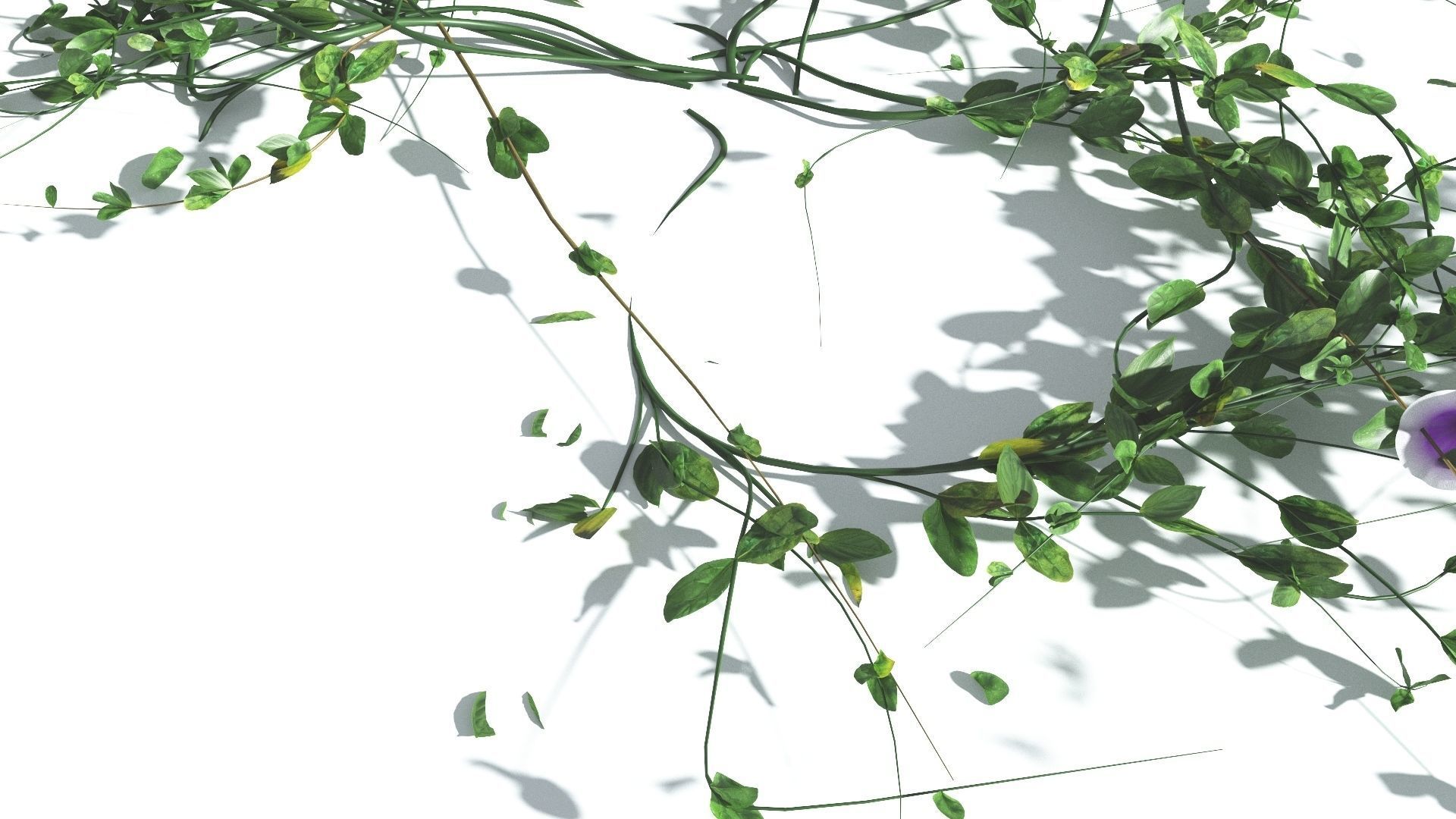 EVERYPlant Beach Morning Glory 4 --14 Models-- 3D model_26