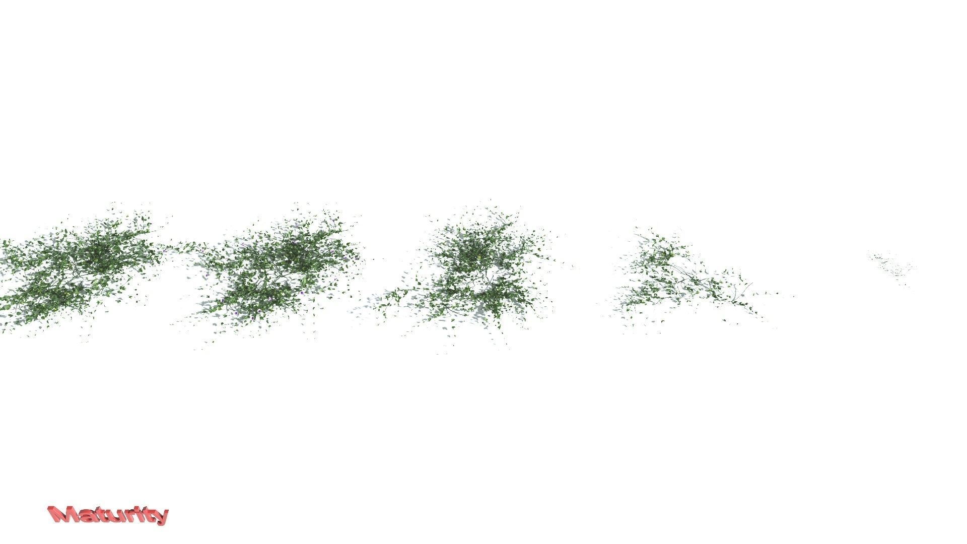 EVERYPlant Beach Morning Glory 4 --14 Models-- 3D model_2