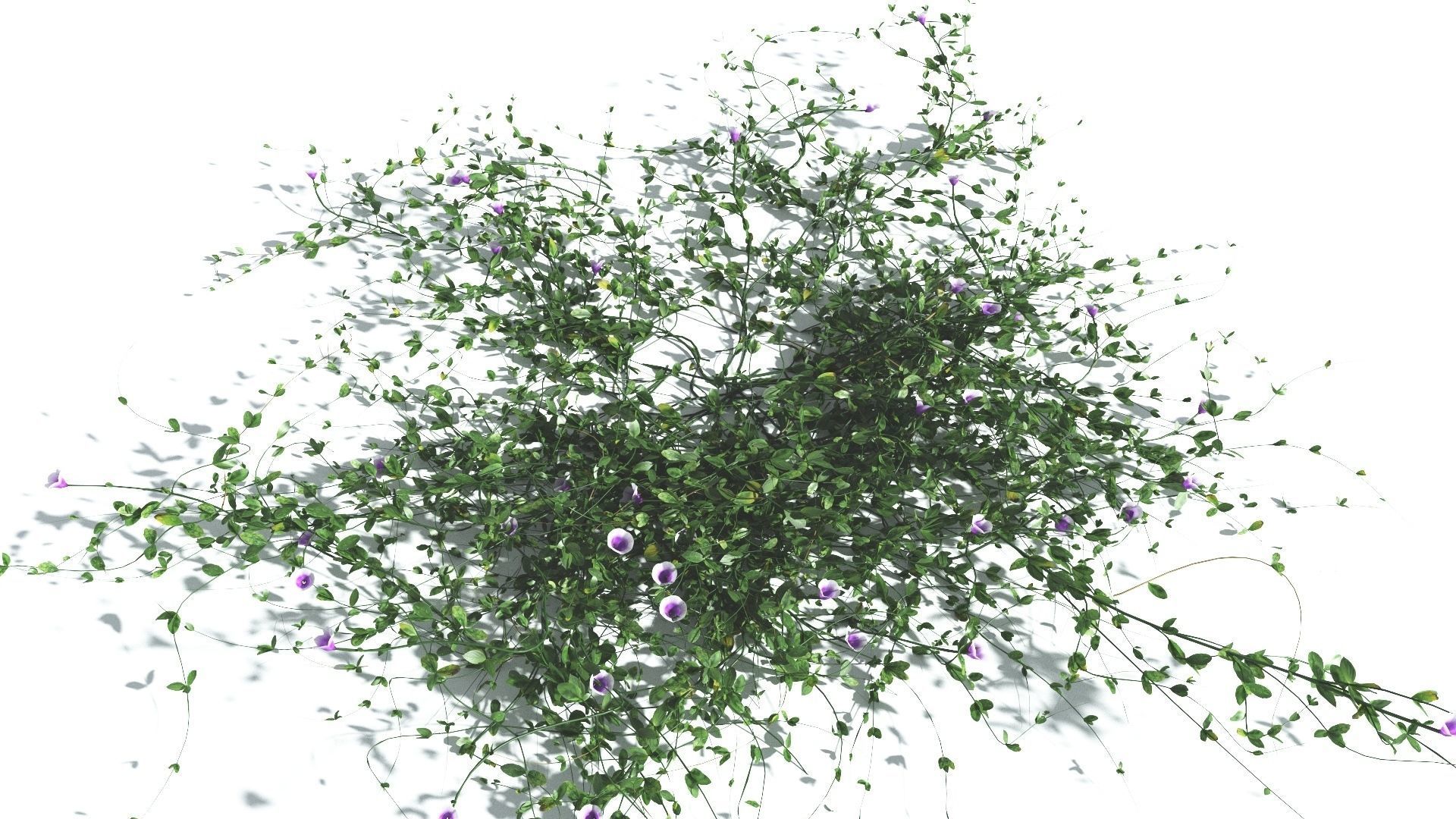 EVERYPlant Beach Morning Glory 4 --14 Models-- 3D model_27